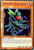 Predaplante Ophrys Scorpion [OP06-FR016] Commune