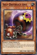 Fourmi autodestructrice [MP18-FR124] Commune
