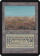 Matorral [Alpha Edition]
