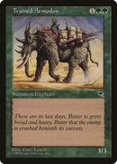 Armodon entraîné [Tempête]