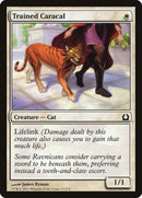 Caracal entraîné [Retour à Ravnica]