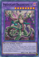 Dragostapelia Predaplanta [MP19-EN228] Común