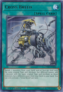 Cruce [CYHO-EN066] Rara