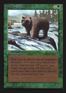 Ours grizzlis [Édition collector]