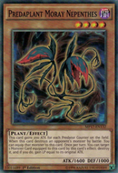 Predaplante Nepenthes Droséra [MP17-FR132] Commune
