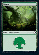 Forêt (384) [Innistrad : Chasse de Minuit]