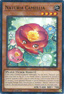 Naturia Camelia Común [DABL-EN021]