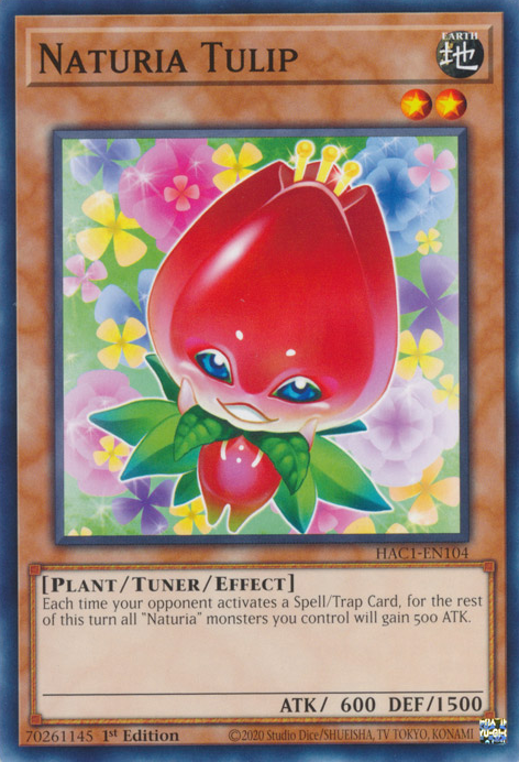 Tulipe Naturia [HAC1-FR104] Commune