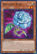 Rose Brillante [MP23-FR124] Commune